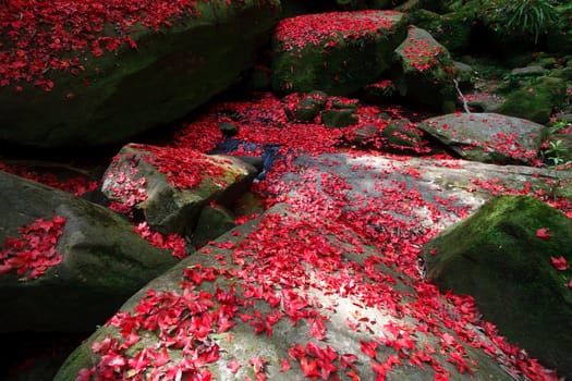 Red maple leaf during fall at Phukradung National Park, Loei, Thailand.