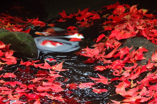 Red maple leaf during fall at Phukradung National Park, Loei, Thailand.