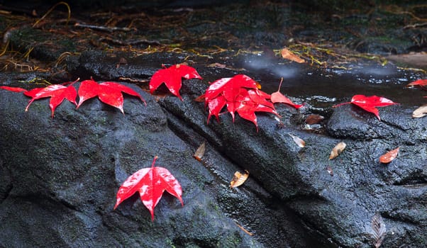 Red maple leaf during fall at Phukradung National Park, Loei, Thailand.