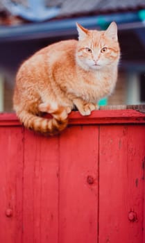 Cat Is Walking On A Fence.