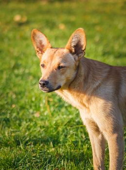 Red dog in a green meadow outdoor