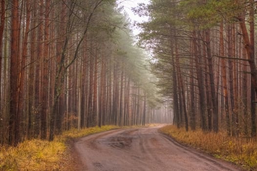 Landscape with a forest road