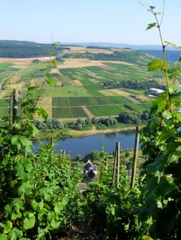 Kulturlandschaft bei Erden an der Mosel aus den Ürziger Weinbergen gesehen