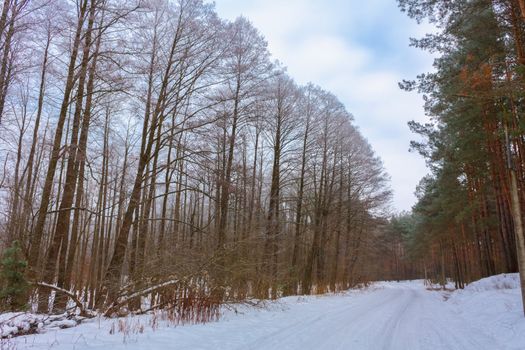 Landscape with a winter forest road