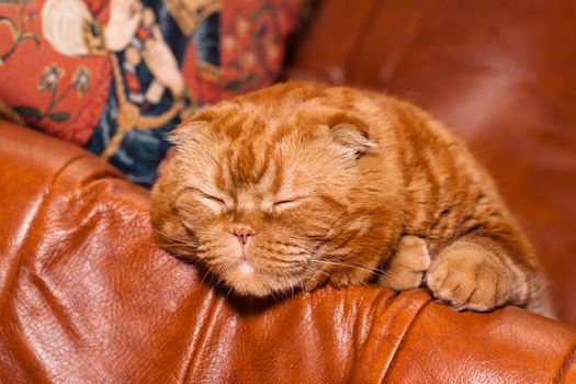 A scottish fold cat lying on leather sofa
