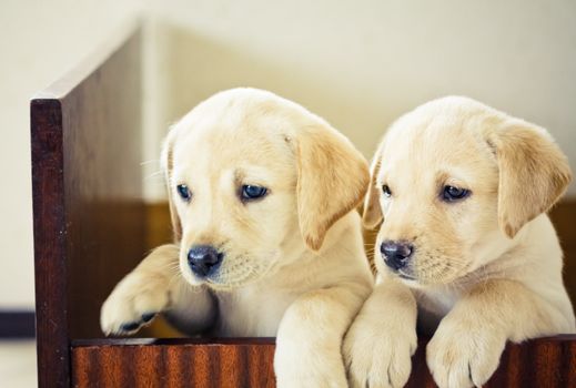 Two Retriever Puppy Of 7 Weeks Old