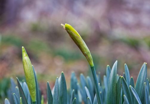 a couple of daffodil buds in late february