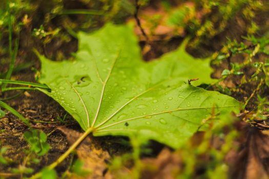 Water Drops On Green Maple Leaf