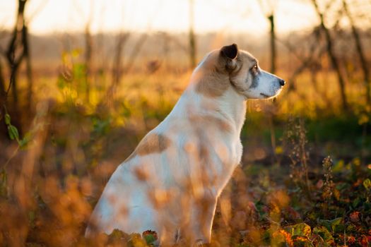 White dog sitting in a meadow outdoor