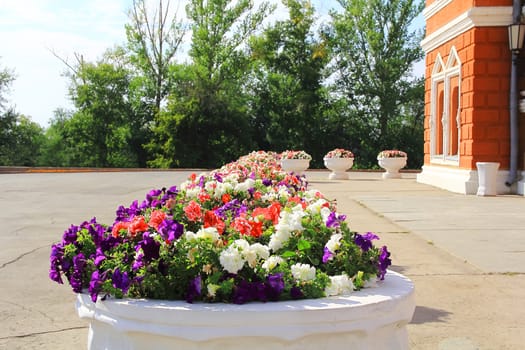 Town scenery with varicoloured flowers in sunny day