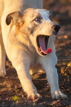 Yawning dog in outdoor