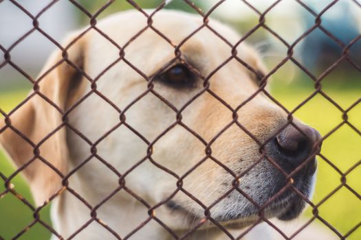 Yellow Labrador Retriever Behind Fence