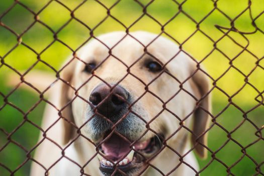 Yellow Labrador Retriever Behind Fence