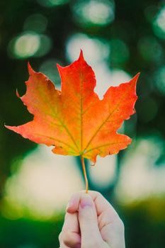 Female hand holding up a maple leaf in autumn