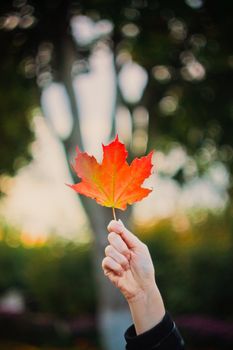 Female hand holding up a maple leaf in autumn