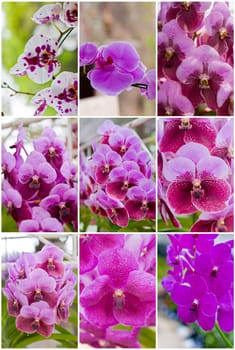 Beautiful orchid