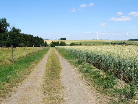 Feldweg, links Wiese und rechts Getreidefeld
