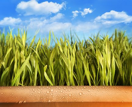 Freshly grown grass in large pot  against blue sky