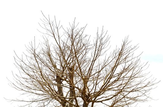 Tree branches dead isolated on white background