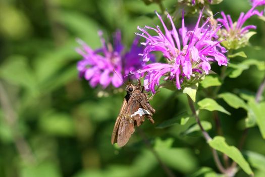 Silver Spotted Skipper Butterfly feeding on bee balm flower