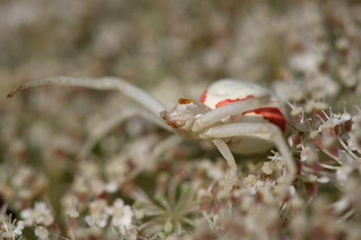 Crab spider on Queen Anne's Lace or Wild Carrot flower