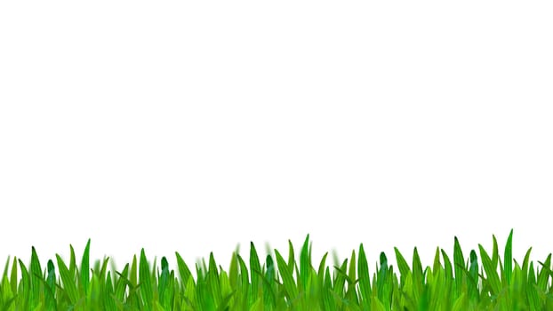 green grass isolated on white background