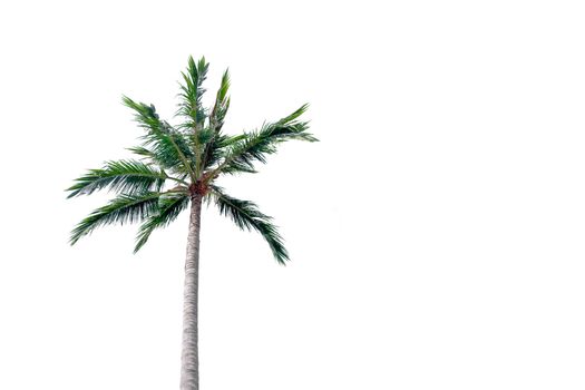 Coconut trees isolate on white background