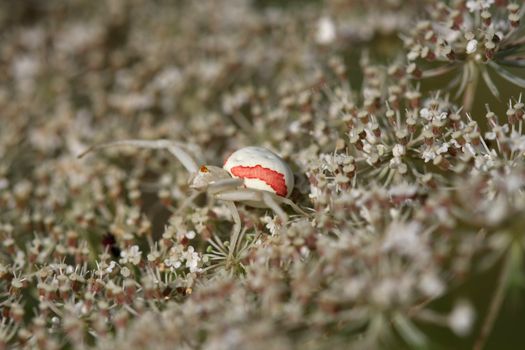 Crab spider on Queen Anne's Lace or Wild Carrot flower