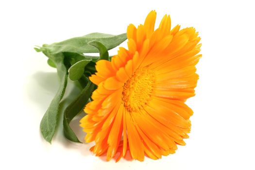 orange marigold flower with leaves on a light background