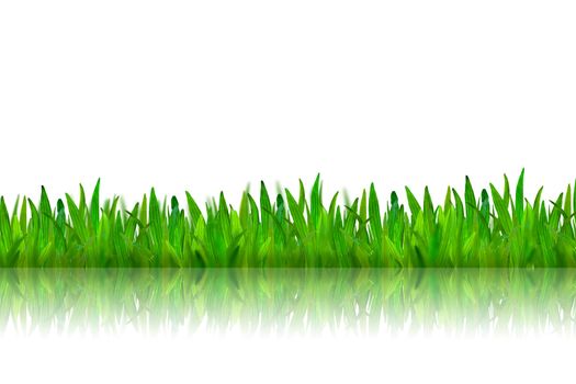 Isolated green grass with reflection on white background
