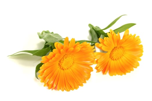 two fresh orange marigold flowers with leaves on a light background