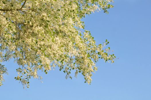 Poplar tree covered by white fluff with clean blue sky on background