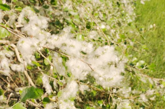 Poplar tree covered by white fluff with grass on background. Shallow DoF.