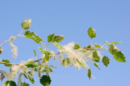 Poplar branch covered by white fluff and aphis