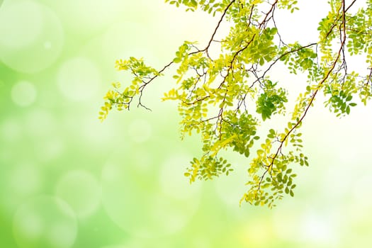 green leaf on green tone bokeh background