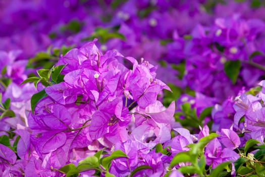 Image of bright purple Bougainvillea