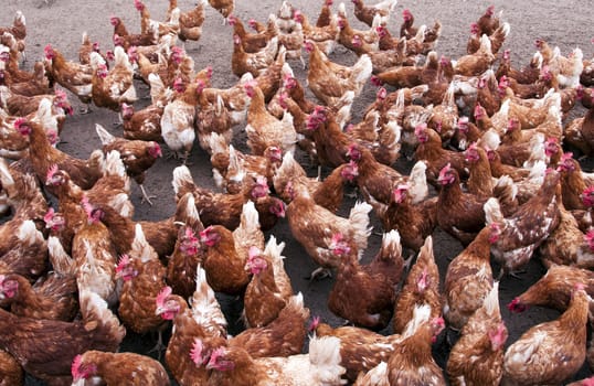 a lot of brown red chicken in Holland growing up for egg production