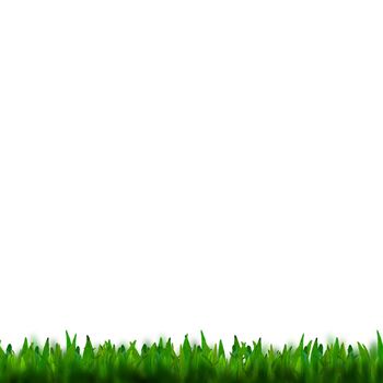 green grass isolated on white background