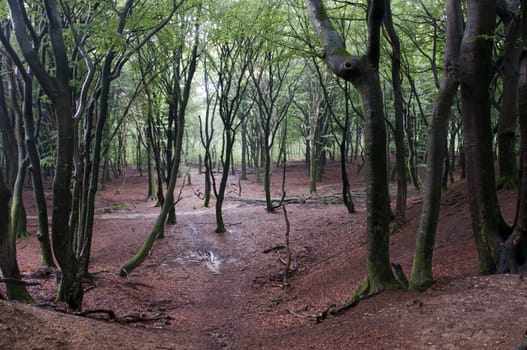  forest in holland with deciduous trees oak and beech in green and red