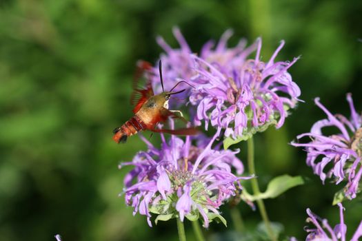 hummingbird clearwing moth feeding on bee balm flower