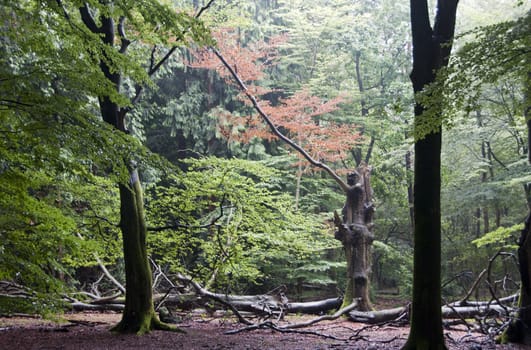 forest with red and green leaves