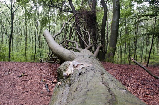 fallen tree in red and green forest