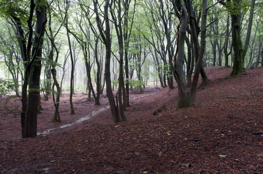  forest in holland with deciduous trees oak and beech in green and red