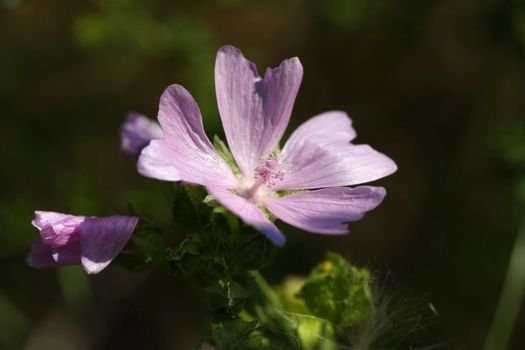 Mallow Flower Malva moschata in early morning light