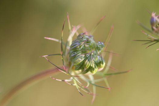 Queen Anne's Lace  or Wild Carrot bud in early morning