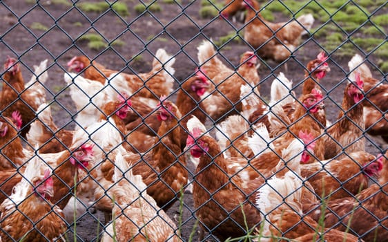 chicken breeding after the fence