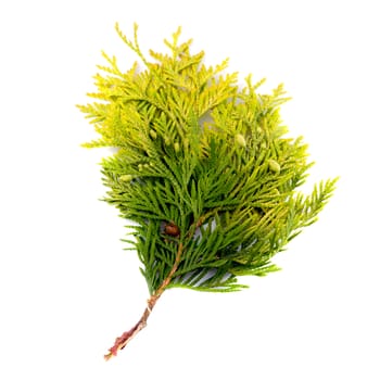 thuya branch on a white background
