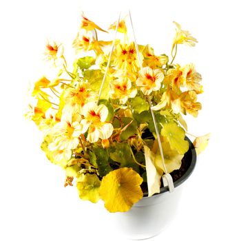 Cress or Garden nasturtium (Tropaeolum majus) on white background