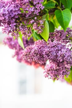 Lilac flowers close up, natural spring background