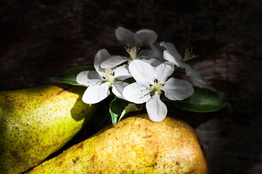 Pears and blossom on the wooden background under tree in orchard